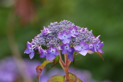 紫陽花