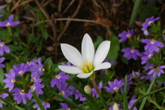 タマスダレの花