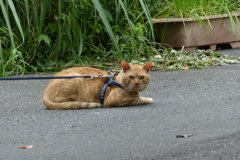 ハーネス猫