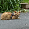 ハーネス猫