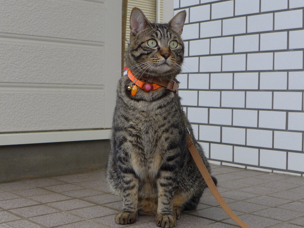 最近の愛猫