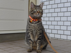 最近の愛猫