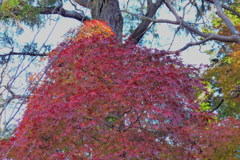 傘の様な紅葉