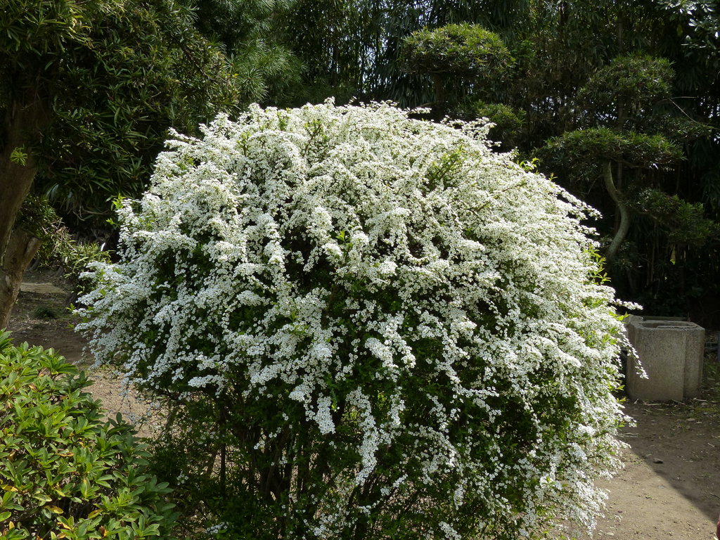 ユキヤナギ