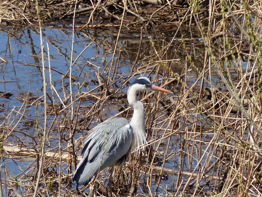 コロニーのアオサギ