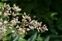ナンテンの花