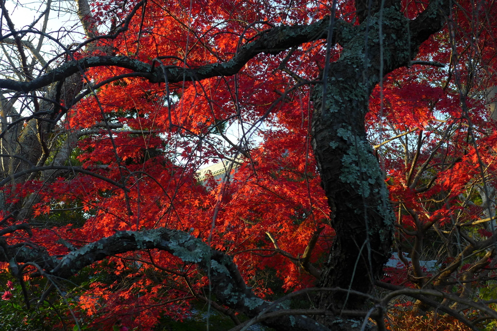 紅葉