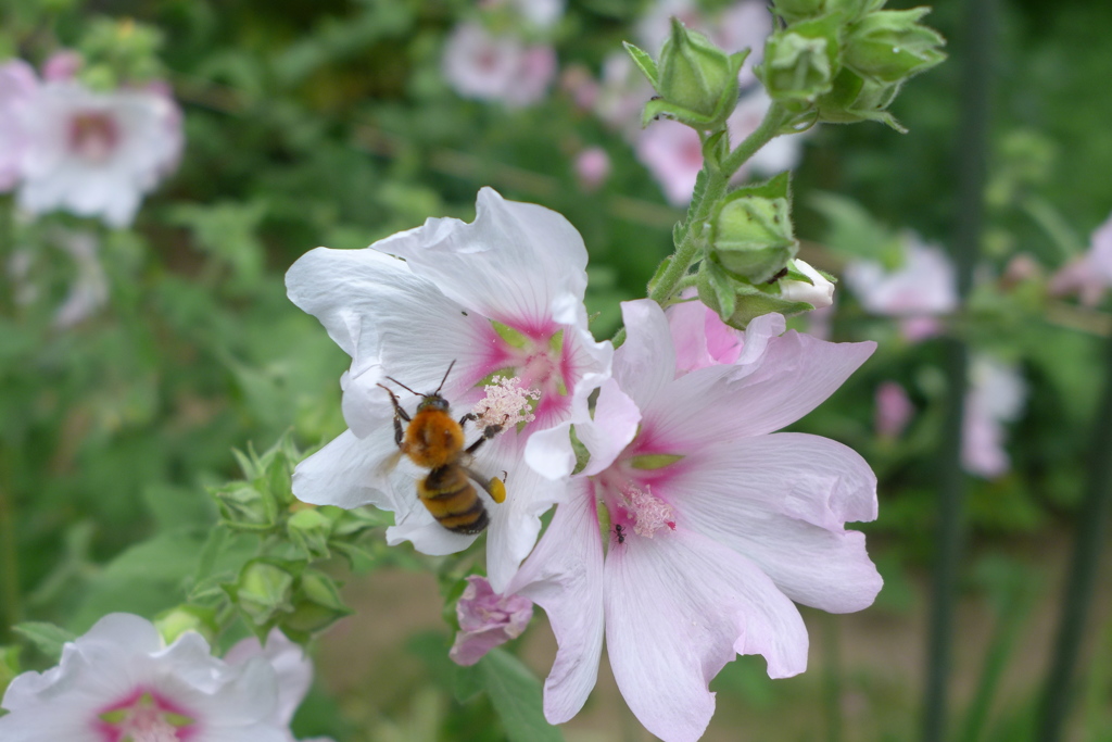 ムクゲと蜂