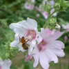ムクゲと蜂