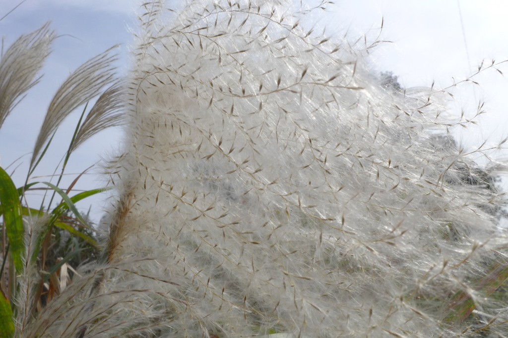 錦糸の様なオギの穂