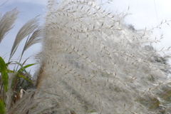 錦糸の様なオギの穂