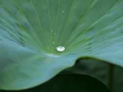 水玉
