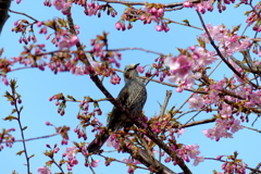 ヒヨドリと桜