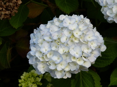 白花