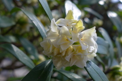 沈丁花