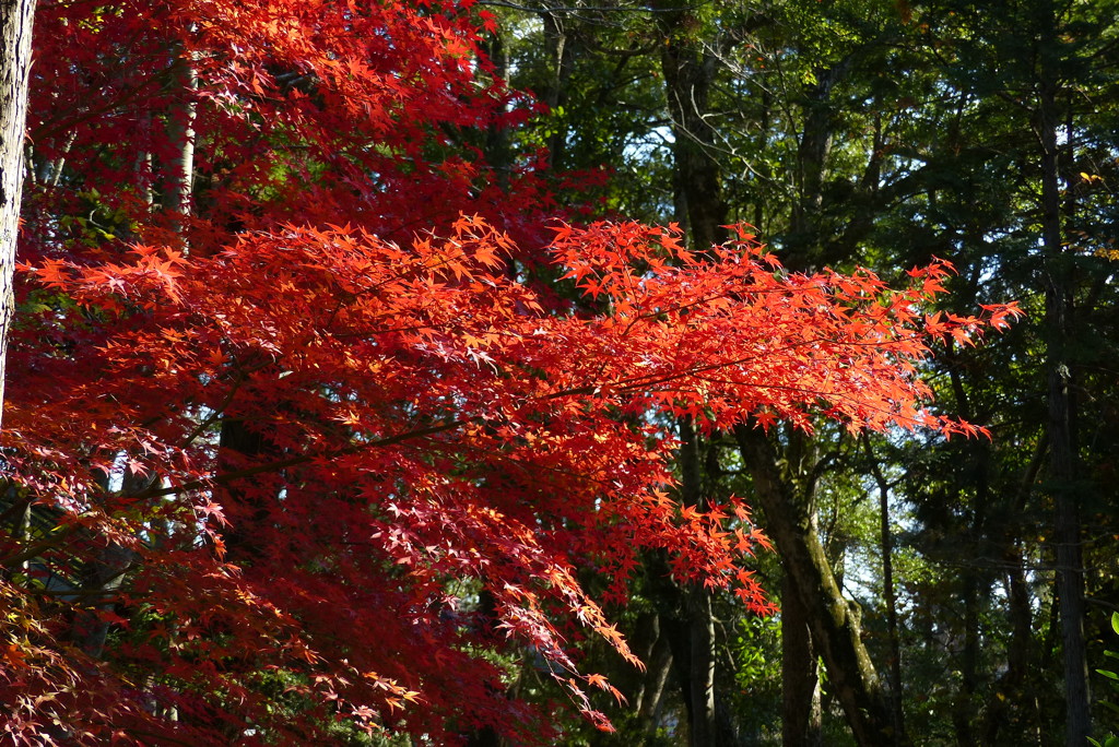 神社の紅葉
