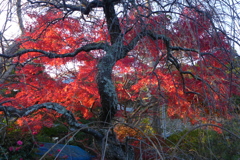夕陽を受けて