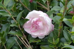 清々しいサザンカ