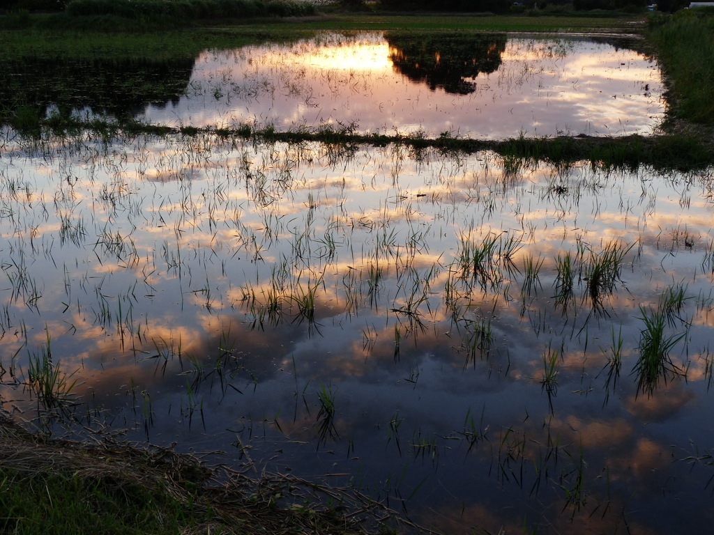 田の中の雲