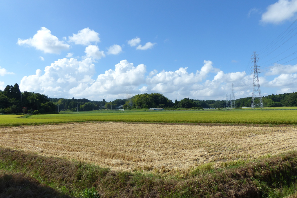 刈入れ済みの田んぼ