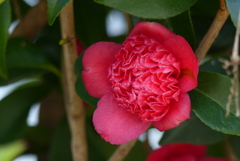 椿　紅唐子