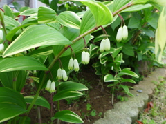 アマドコロの花