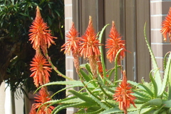 アロエの花