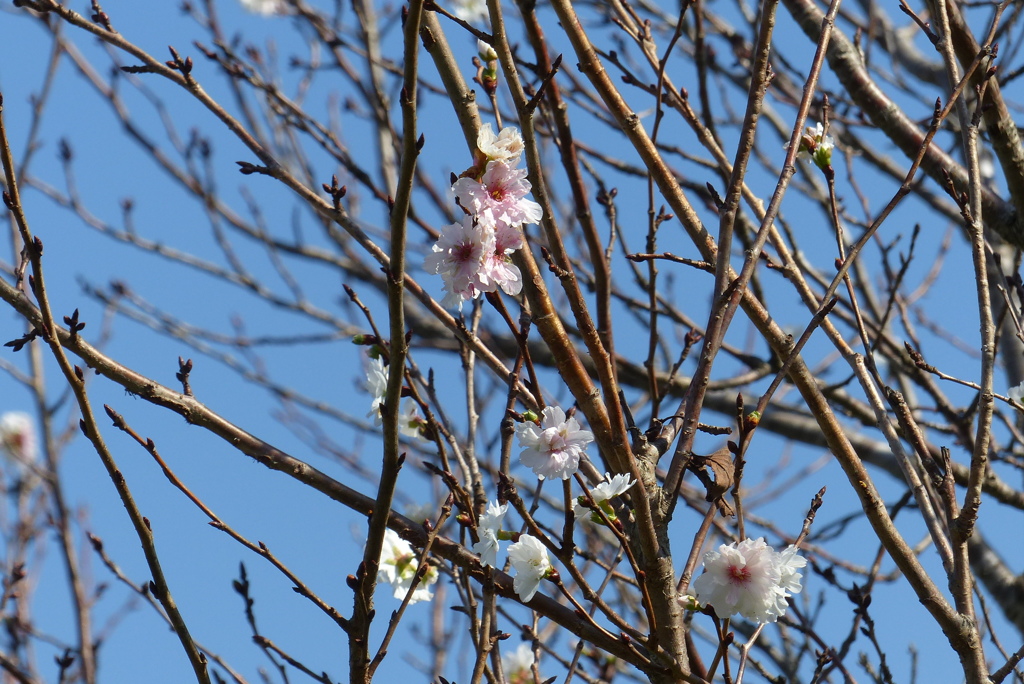 秋の桜