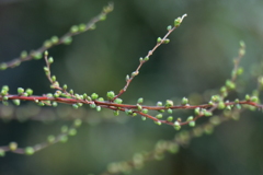 芽吹き