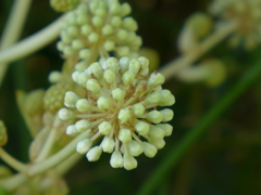 八つ手の花