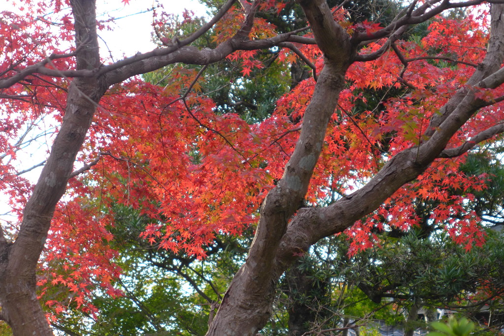 紅葉