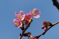 河津桜