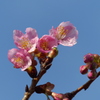 河津桜