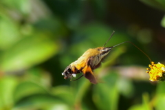 ホウジャク