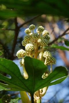 八つ手の蕾