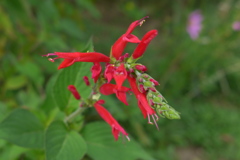 パイナップルセージ