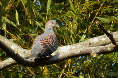山鳩