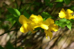 山吹