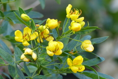 何の花？