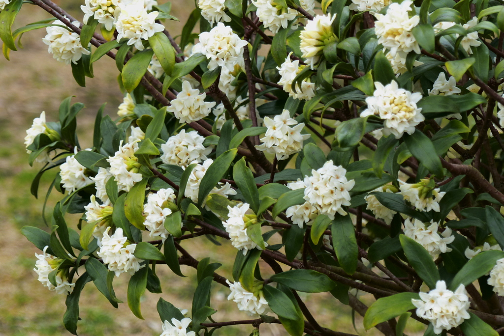 白花の沈丁花