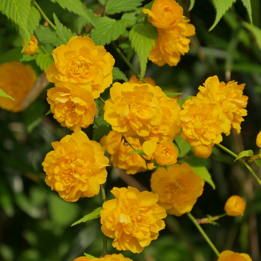 ヤマブキの花　八重咲き