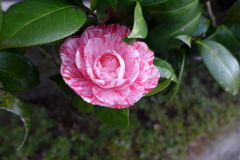 ピンクの椿