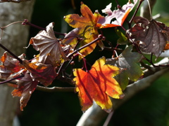 紅葉