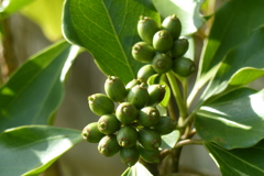 カクレミノの実