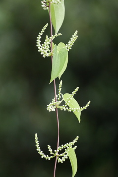 山芋のつる