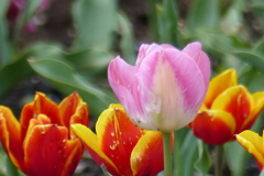 チューリップ