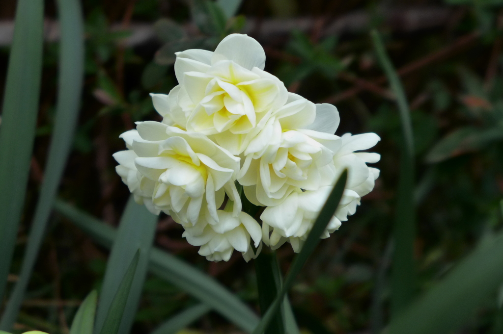 八重咲き水仙