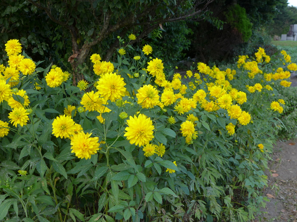 来客を迎える鮮やかな花列