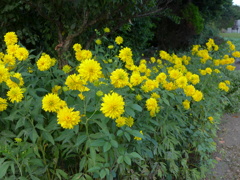 来客を迎える鮮やかな花列