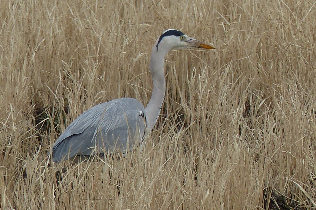 二番穂に包まれて